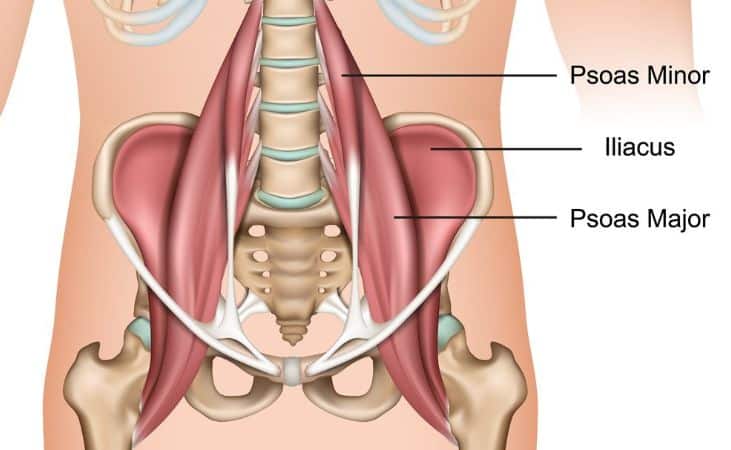 psoas muscle